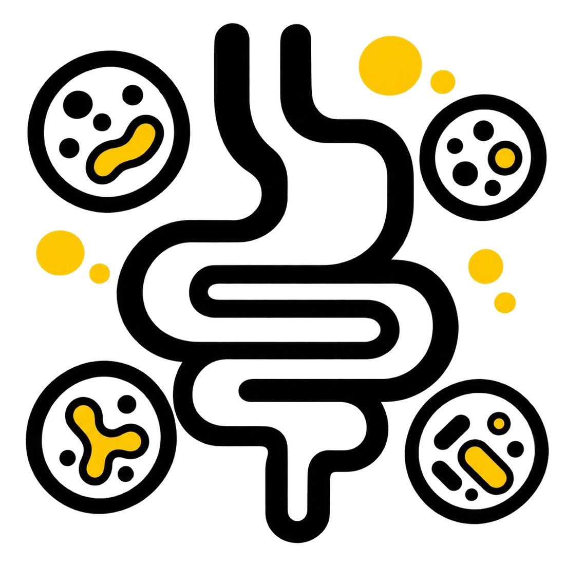 Supports The Gut Microbiome